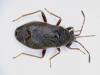 Stygnocoris rusticus